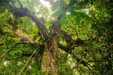 Brezilya yağmur ormanları ağacının Treetop
