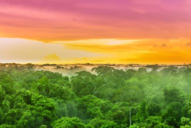 Purple sunset over rainforest trees in Brazil clipart