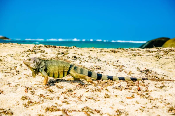 Iguana na praia no parque nacional Tayrona - Colômbia — Fotografia de Stock