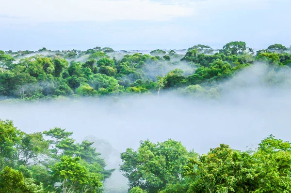 Nevoeiro matutino sobre floresta tropical Árvores no Brasil — Fotografia de Stock