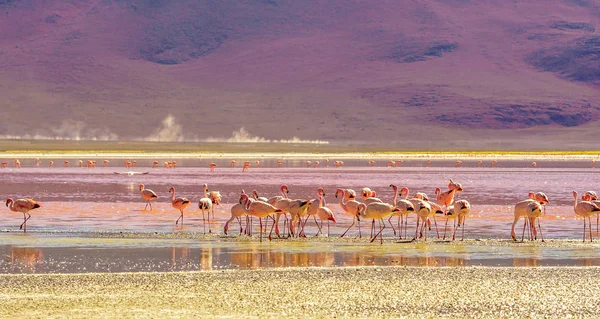 Laguna Colorada com flaminfos nos Andes da Bolívia — Fotografia de Stock