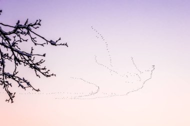 Kuş göç mor gökyüzü