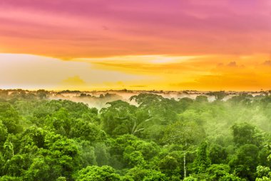Brezilya'da Amazon yağmur ormanı üzerinde pembe günbatımı