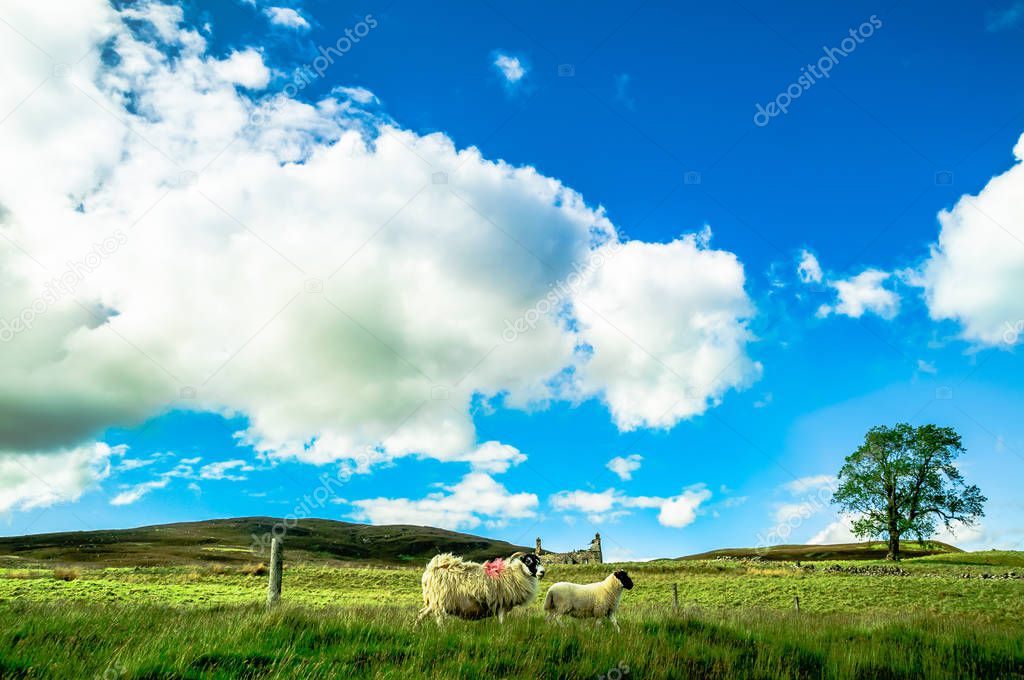 Landscape with sheeps in the Highlands of Scotland