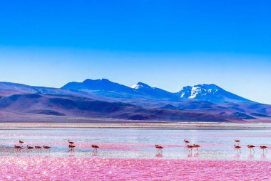 Group of Flamingos by lagoon Colarada in the mountains of Bolivia clipart