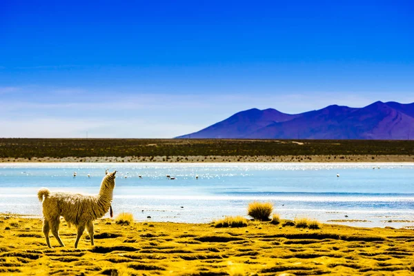 Pastos grandes lagune dans l'Altiplano de Bolivie — Photo