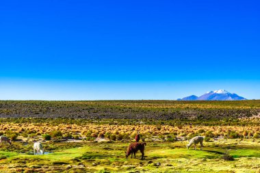 Lama ve yanardağı nın Altiplano Bolivya