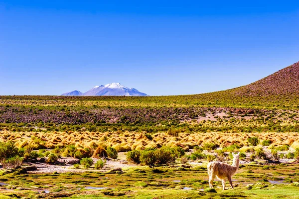 Llama ja tulivuori Lascar Bolivian Altiplanossa — kuvapankkivalokuva