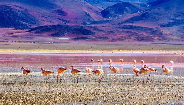 Grupo de Flamencos por Laguna Colarada en Bolivia — Foto de Stock