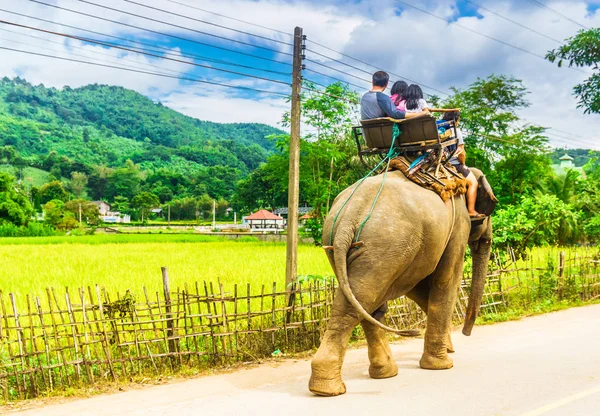 Слон їзда Чіанг маи в Таїланді — стокове фото