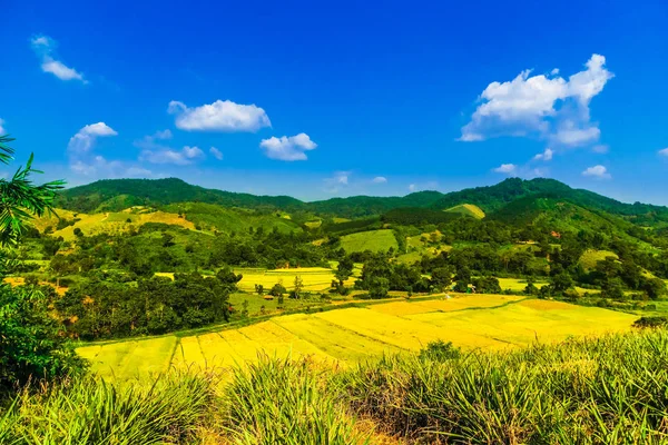 Ricefield і гірський краєвид за Чіанг Рай в Таїланді — стокове фото