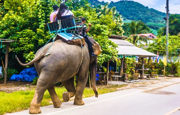 Safari éléphant par Chiang Rai en Thaïlande — Photo