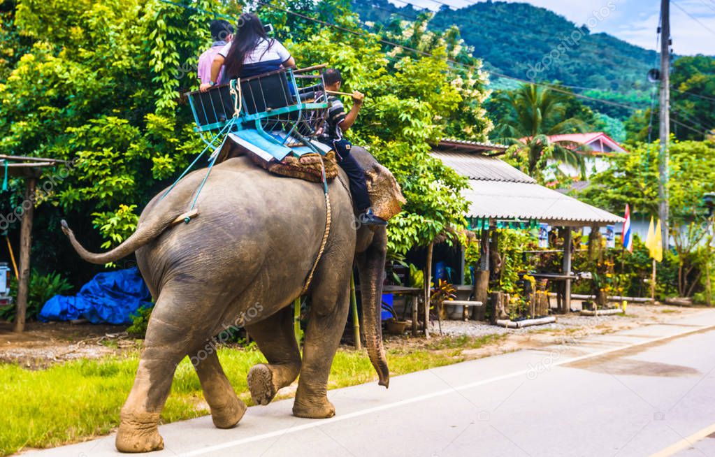 Elephant safari by Chiang Rai in Thailand