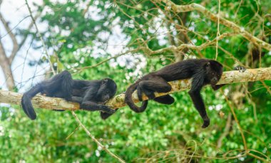 Tikal - Guatemala tarafından ormanda bir ağaç genç maymunlar