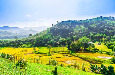 Pirinç alan manzara Chiang Rai - Tayland tarafından