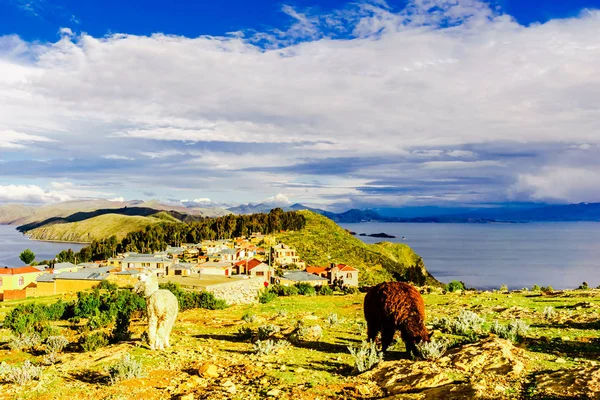 Lama's op isla del Sol van het Titicacameer - Bolivia — Stockfoto