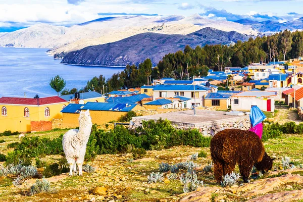 Lamy na isla del Sol by jezero Titicaca - Bolívie — Stock fotografie
