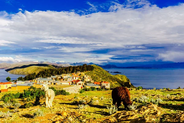 Llamas sur l'isla del Sol par le lac Titicaca - Bolivie — Photo