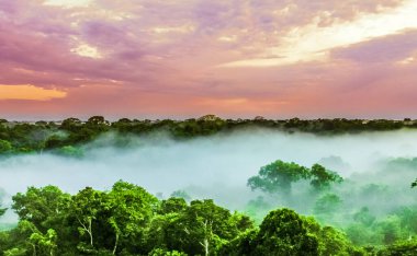 View on sunset over the trees in the brazilian rainforest of Amazonas clipart