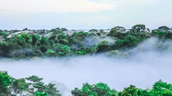 Brouillard Matinal Sur Forêt Tropicale Brésilienne Brésil — Photo