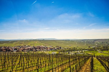 Idyllic Main Valley, üzüm bağları, Volkach kasabasındaki ana döngü - Almanya