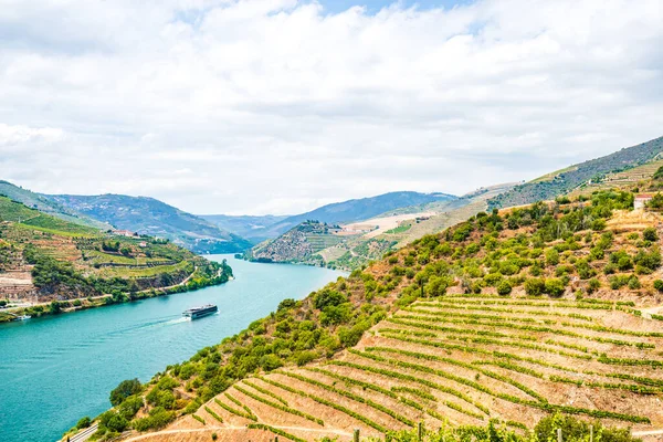 Vignobles Dans Vallée Douro Portugal — Photo