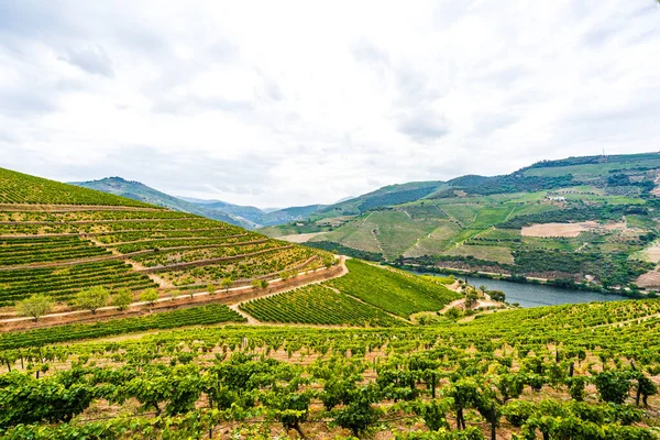Vignobles Dans Vallée Douro Portugal — Photo