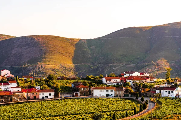 Vignoble Dans Village Provesende Dans Région Vallée Douro Portugal — Photo