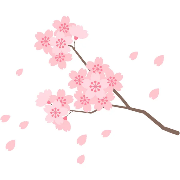 Třešňové květy ilustrace vektorových dat — Stockový vektor