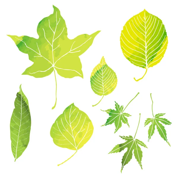 Green leaves illustrations by watercolor paint — Stock Vector