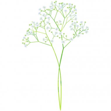 karanfil - Doğum çiçek vektör çizim suluboya p