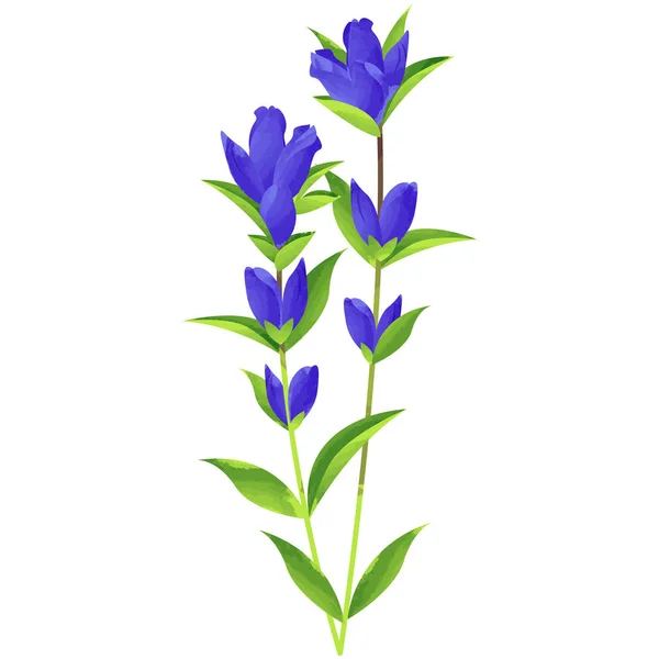 リンドウ - 誕生花の水彩絵の具 t ベクトル イラスト — ストックベクタ