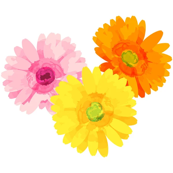 Gerbera - birth flower vector illustration in watercolor paint t — Stock Vector