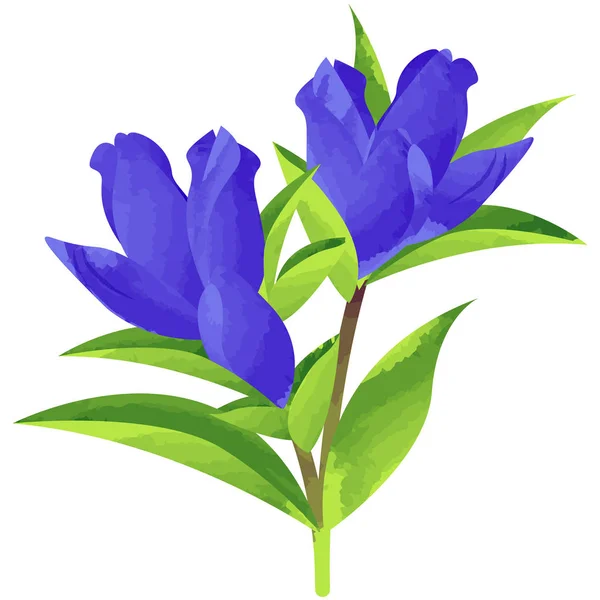 Gentiaan - geboorte bloem vectorillustratie in aquarel verf t — Stockvector