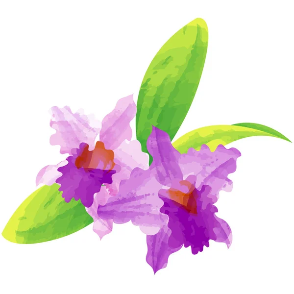 Cattleya - illustration vectorielle de fleurs de naissance en peinture aquarelle — Image vectorielle
