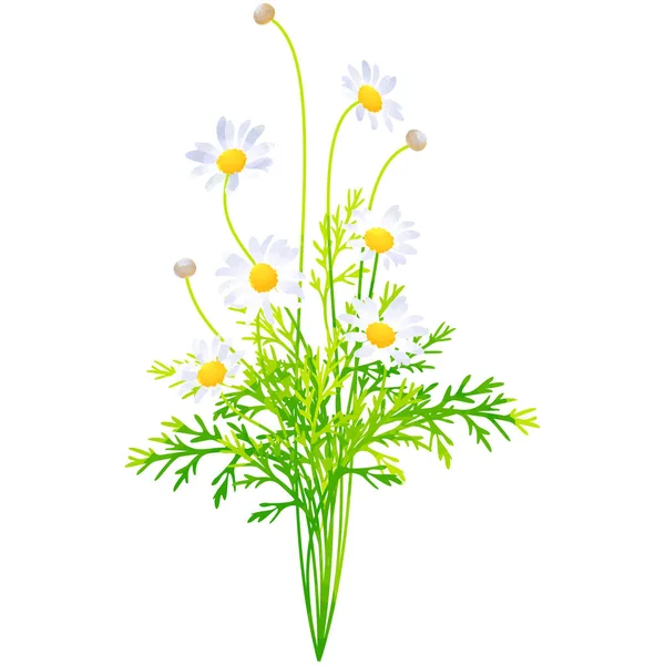 マーガレット - 水彩絵の具の誕生花ベクトル図 ストックイラスト