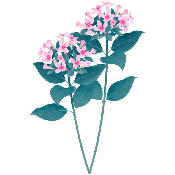 ブーバルジア - 水彩絵の具の誕生花ベクトル図 ストックイラスト
