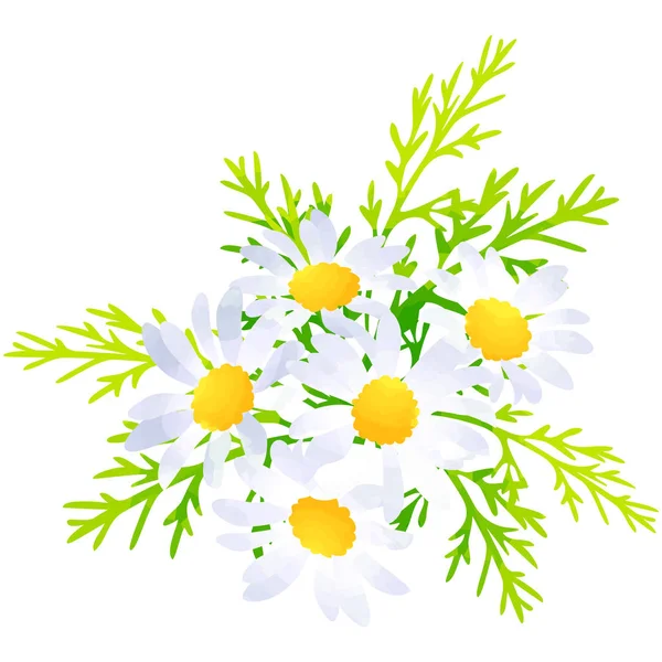 マーガレットストックベクター ロイヤリティフリーマーガレットイラスト Depositphotos