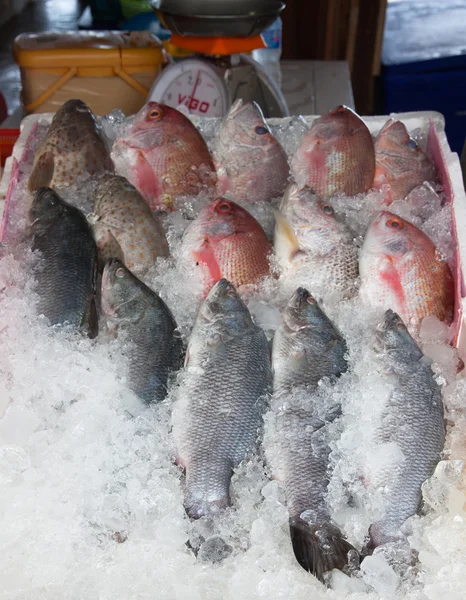 Peixe vermelho fresco — Fotografia de Stock