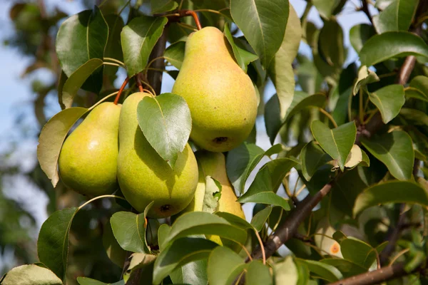 Pears on a branch — Stock Photo, Image