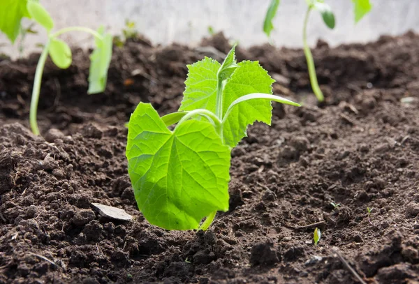 Sprout of cucumber Stock Picture