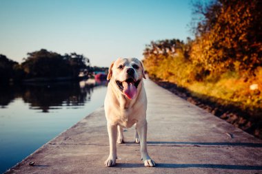 Labrador geri almak ve göl