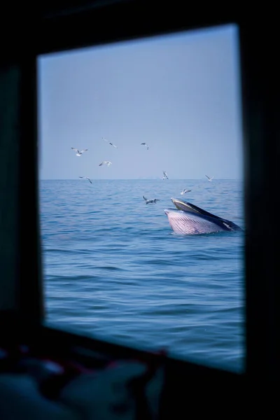 La balena di Bryde in mare dalla finestra — Foto Stock