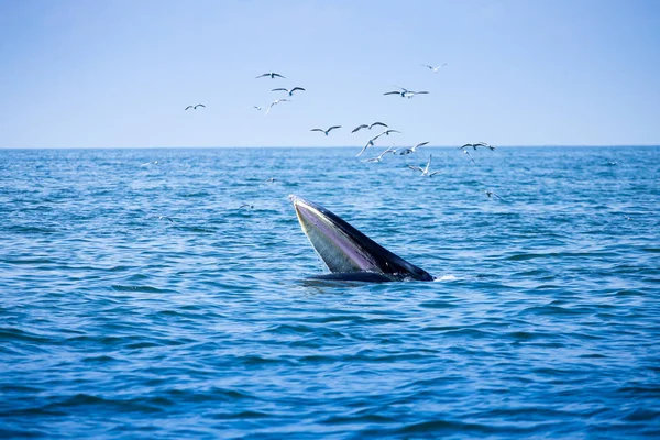 La balena di Bryde in mare e gli uccelli — Foto Stock