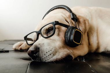 Labrador retriever köpek uyku ve gözlük