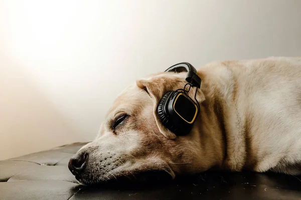 O cão Labrador retriever dormindo e ouvir a música — Fotografia de Stock