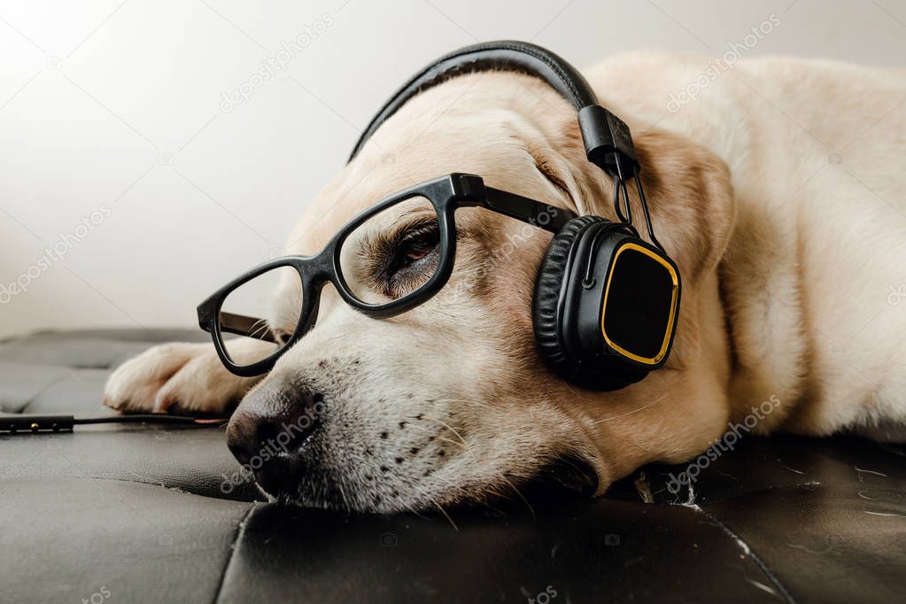 The Labrador retriever dog sleeping and glasses