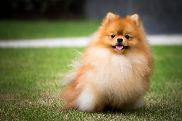 Şirin pomeranian için yapılan açık Bahçe 