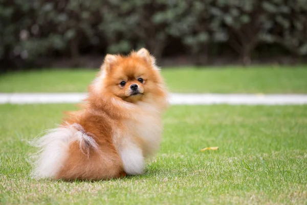 O cão bonito pomeranian sitiing no jardim ao ar livre — Fotografia de Stock