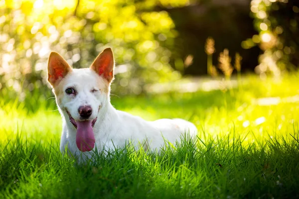 Tay disabilitie köpek tek gözlü bahçede tek gözlü — Stok fotoğraf